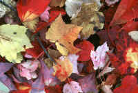 fallen_leaves_small.jpg (6455 bytes)