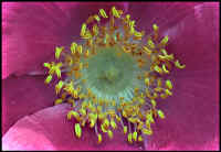 flower_small.jpg (5787 bytes)