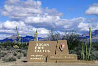 organ pipe.jpg (49986 bytes)